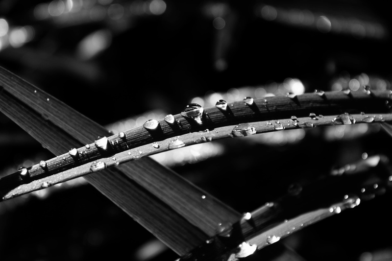 yard, wet, no people, metal, close-up, water, drop, outdoors, nature, arts culture and entertainment, dew, grass, selective focus, water drop, musical instrument
