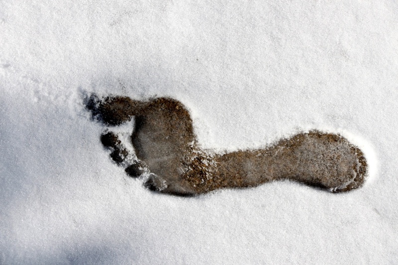 cold temperature, mammal, animal themes, sand, field, close-up, footprint, monotone, foot, winter, nature, no people, high angle view, outdoors, outline