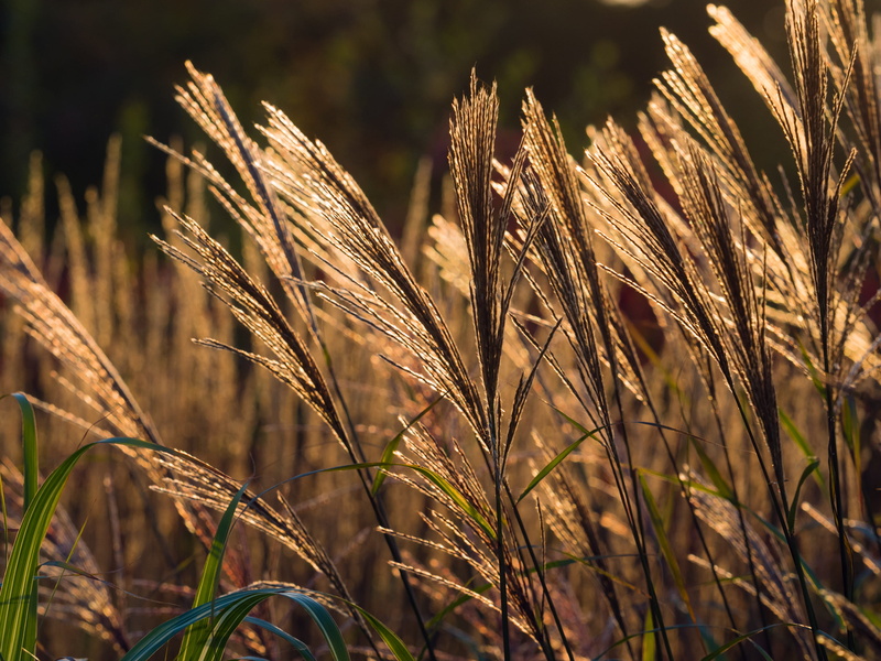 fall, nobody, brown, background, foliage, rural scene, ornamental grasses, crop, tranquility, nature, close-up, grasses, farm, evening, plumes, no people
