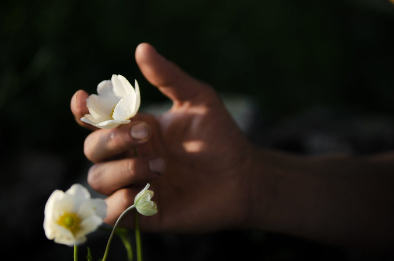 touch, human hand, yellow, flowering plant, feeling, hand, 4K, model, one person, petal, close-up, flower, freshness, garden, white color, day, sensibility
