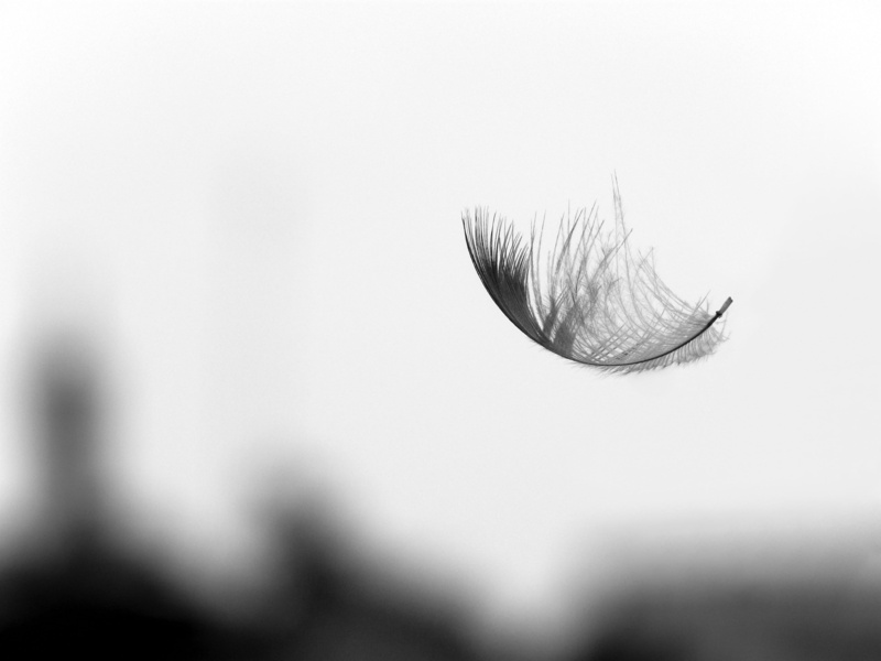 grey scale, feather, fluffy, scale, Howrah, close-up, 2K, photography, Auto_Focus, Kadamtala, grey, bokeh, nature