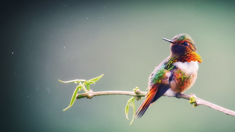 bird, birds, stick - plant part, green color, perching, kingfisher, focus on foreground, beak, animals in the wild, 1080P, beauty in nature, animal themes