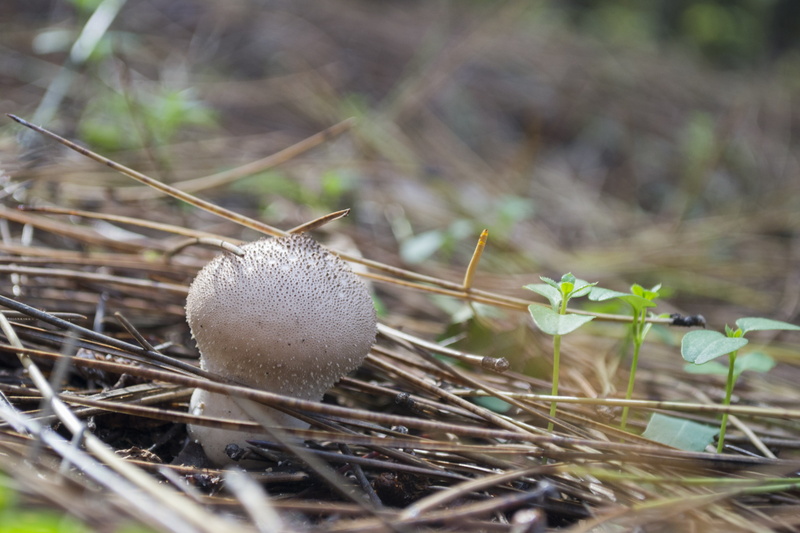growth, grass, food, dry, selective focus, brown, stick - plant part, outdoors, fragility, close-up, day, plants, field, beauty in nature, focus on foreground