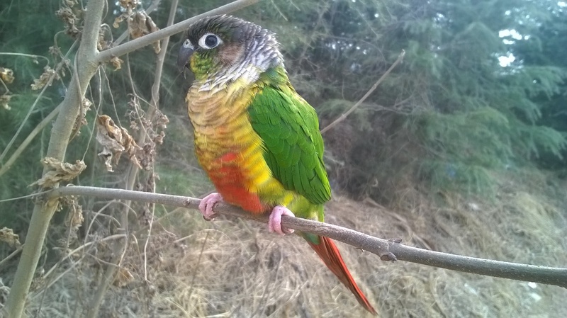 green color, the wild, tree, twig, plant, conure, perching, 2K, close-up, parrot, animal wildlife, one animal, outdoors, rainbow lorikeet, stick - plant part