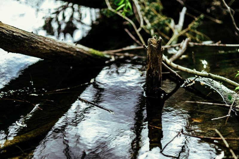 branch, middle, wood - material, water, timber, forest, trunk, tree, spring, river, woods, green, stick - plant part, reflection, log, Europe, Poland, driftwood