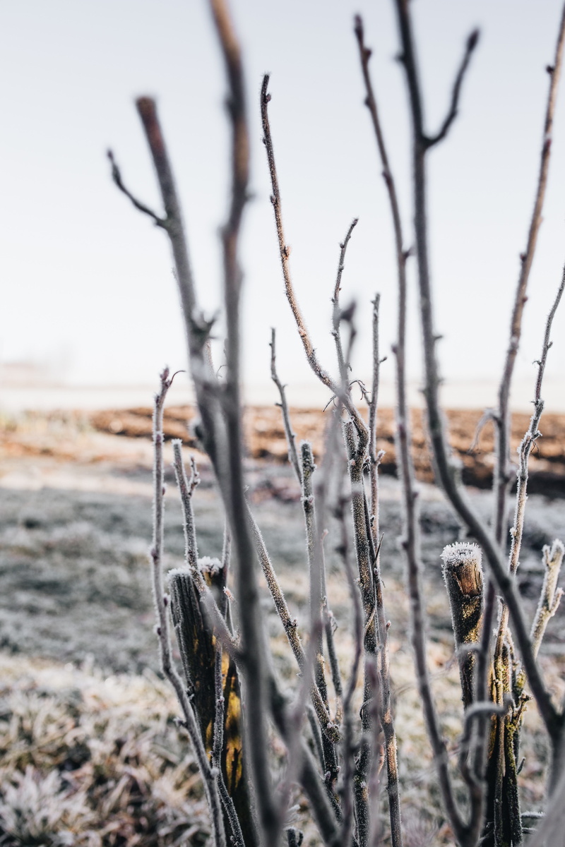 stick - plant part, land, no people, beauty in nature, frozen, dry, wilted plant, focus on foreground, winter, sky, tranquil scene, plant, landscape, cold