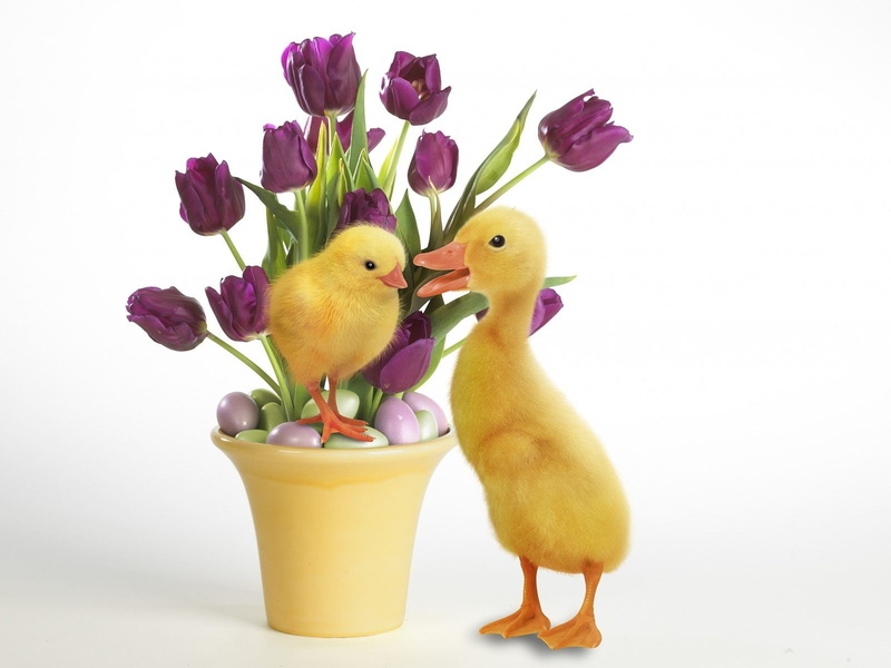 720P, purple, hd, ducks, art, nature, baby, x, animals, easter, flowers, birds, duckling