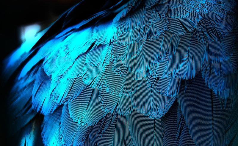 abstract, colour, color, Bird, close up, photography, art, 720P, hd, feathers, Blue