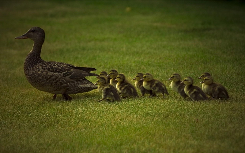 duck, birds, animals, bird, baby, 1080P, grass
