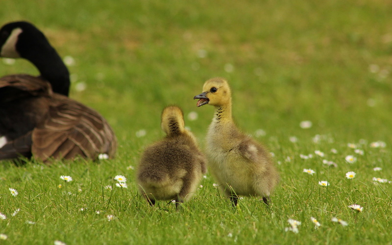 green, bird, hd, grass, duck, 1080P, flowers, duckling, animals
