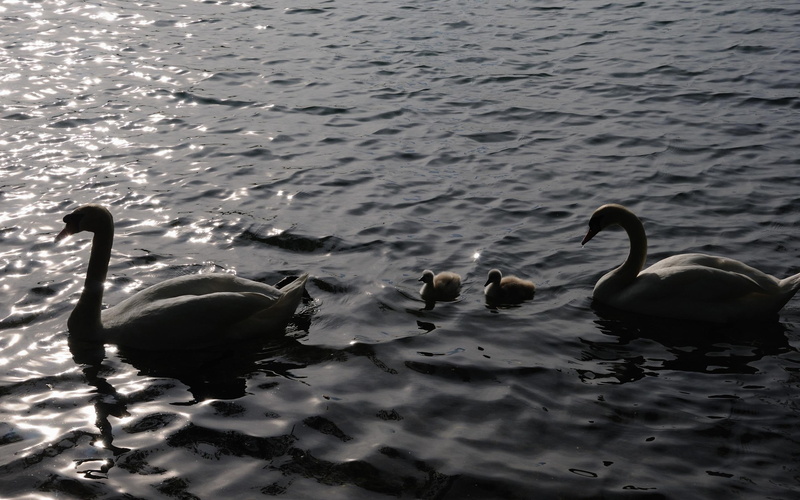 elegant, swimming, family, animals, ducklings, lake, pond, water, swans, 2K, swan, birds