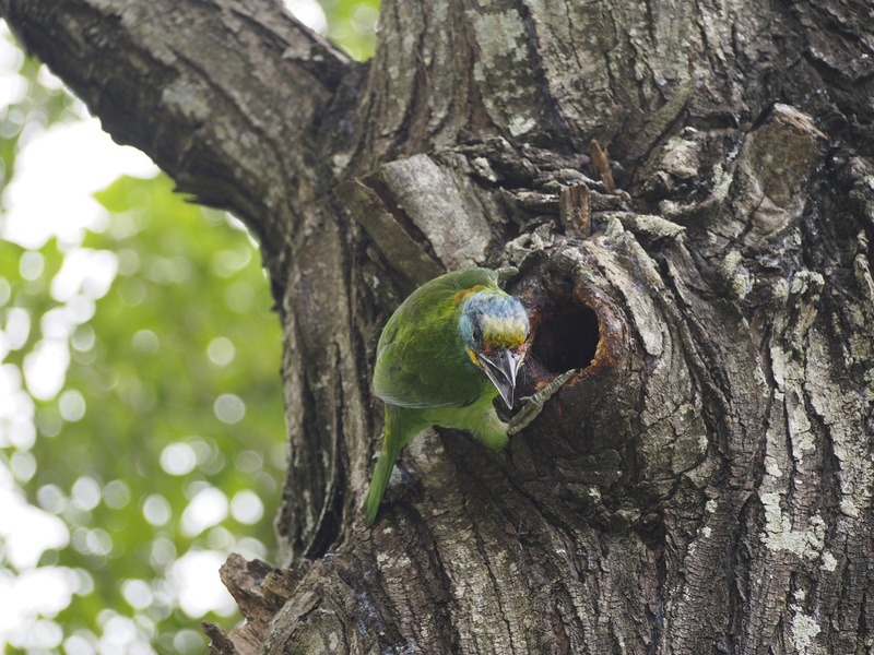 perching, plant, vertebrate, 4K, zaventem-nest, one animal, day, nature, outdoors, bark, branch, wildlife, animal, animal wildlife, animals in the wild