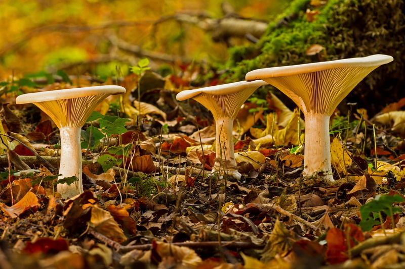 outdoors, mushrooms, food, 4K, no people, fungus, day, forest mushrooms, three, lamellar, land, focus, disc fungus, selective focus, toadstool, mushroom