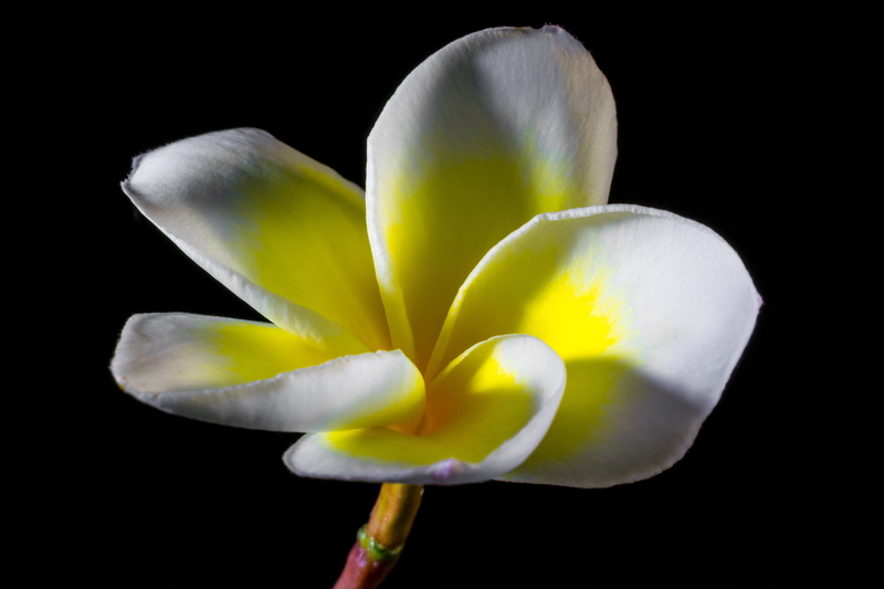 flower, frangipani, fragility, frangipandi, flower head, yellow, dog gift greenhouse, studio shot, close-up, white color, nature, flor de cebo, white yellow