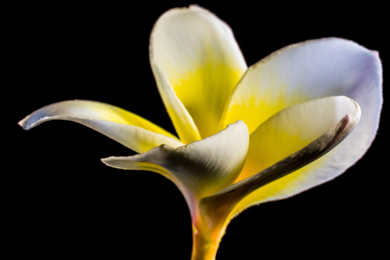 indoors, 5K, flower head, plant, dog gift greenhouse, nature, blossom, freshness, yellow, petal, plumeria, black background, vulnerability, flower, inflorescence