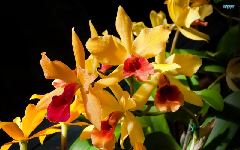 1080P, flowers, exquisite, orchids, beautiful, nature and landscapes, exotic