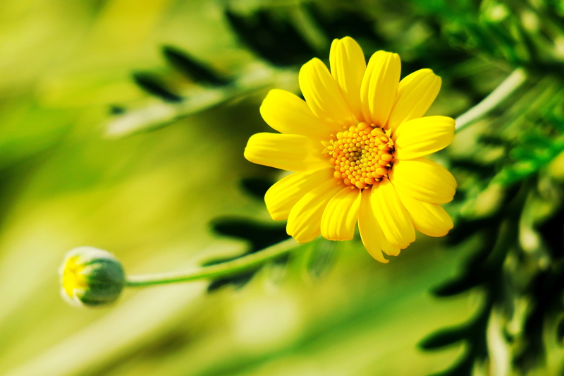 flowering, branch, outdoor, focus on foreground, petal, flowers, freshness, garden, flowering plant, selective focus, flower head, inflorescence, vulnerability