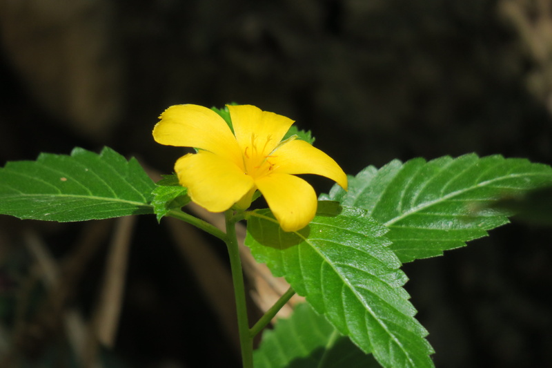 day, flowering, outdoors, nature, leaf, petal, close-up, bloom, no people, beauty in nature, light, plant part, flowering plant, exquisite, vulnerability