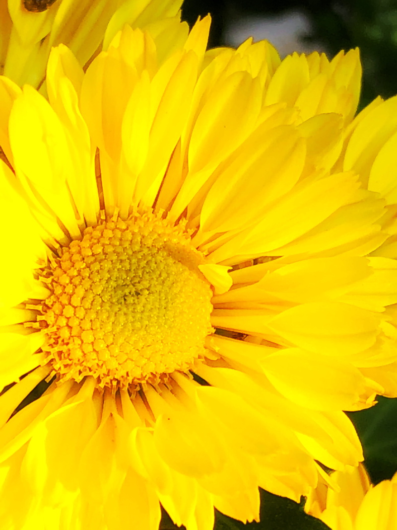 outdoors, 4K, vulnerability, chrysanthemum, light, no people, freshness, pollen, beauty in nature, natural, fresh, flower, beautiful, petal, bloom, flowering plant