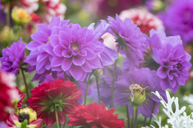 flower head, focus on foreground, nature, garden, petal, park, flower, wild flowers, season, light, purple, flowering plant, leaf, flower arrangement, lawn