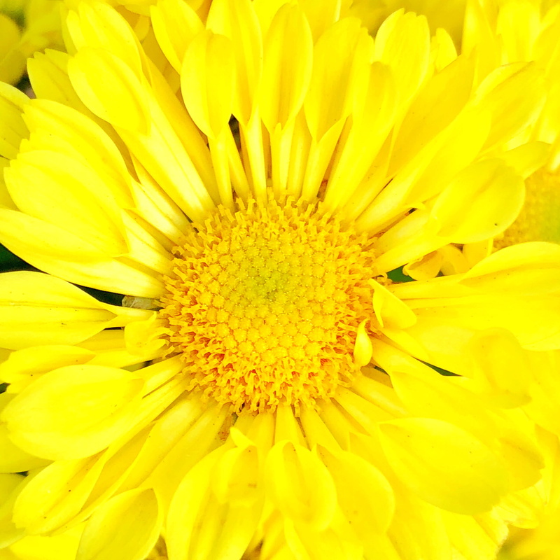 outdoors, flowers, fragility, flowering plant, day, full frame, plant, close-up, backgrounds, growth, petal, exquisite, fresh, nature, beautiful, bloom