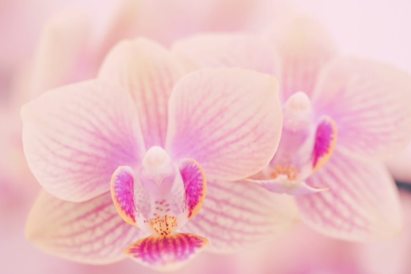 tropical, purity, softness, flower, outdoors, exquisite, phalaenopsis genus, beautiful, elegant, growth, beauty in nature, studio shot, selective focus