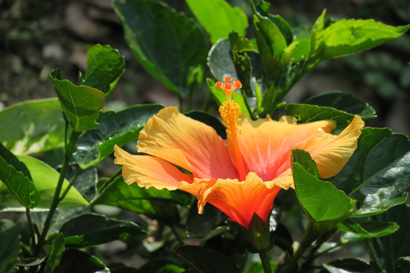 vulnerability, petal, inflorescence, beauty in nature, leaf, fragility, flower, outdoors, nature, flower head, growth, light, orange color, flowers, pollen