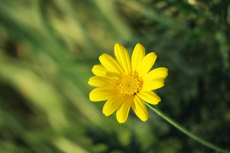 exquisite, flower, close-up, focus on foreground, plant, outdoor, flowers, light, outdoors, petal, flowering plant, day, flower head, summer, fresh, flowering
