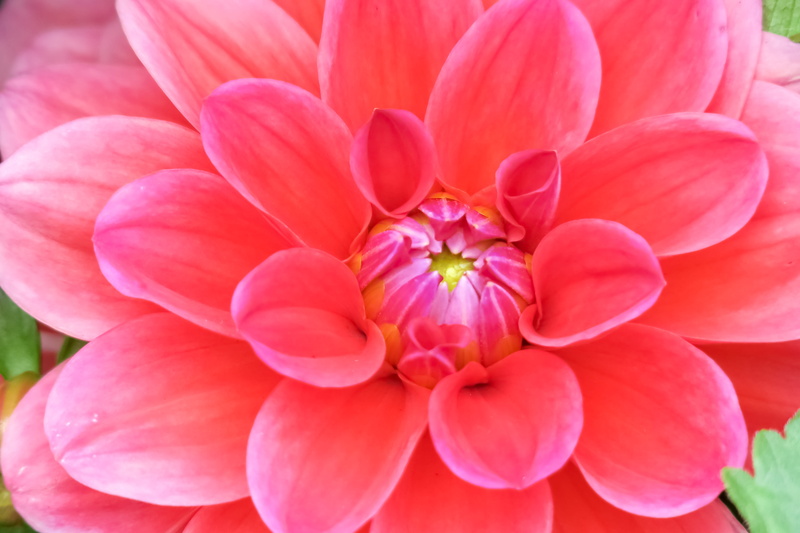 outdoors, inflorescence, plant, leaf, vulnerability, light, springtime, beautiful, beauty in nature, garden, dahlia, flowering plant, flower, freshness