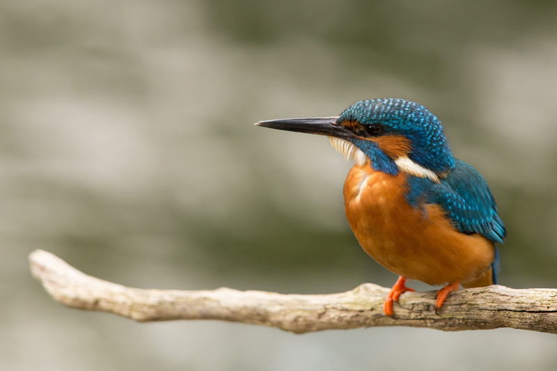 eisvogel, no people, beak, outdoors, focus on foreground, full length, bird, plant, brown, animals in the wild, focus, animal, feathers, alcedo atthi, close-up