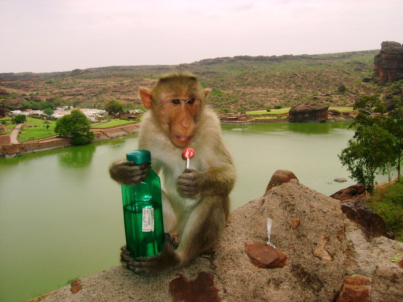 one animal, no people, animals in the wild, food, food and drink, species, Lollipop, Badami, animal themes, daytime, Water Bottle, outdoors, environment