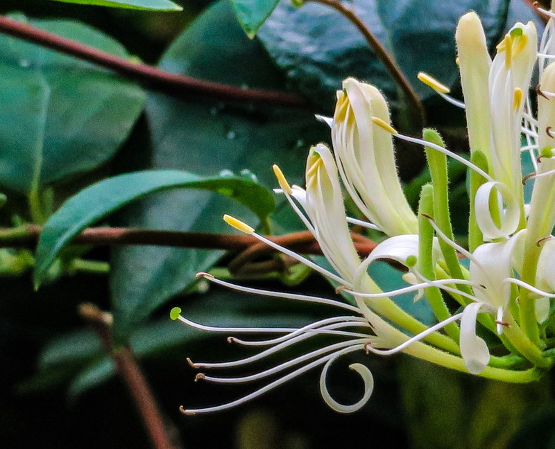 garden, growth, flower, bloom, freshness, vulnerability, beautiful, color, no people, beauty in nature, vibrant, honeysuckle, fresh, petal, park, flower head