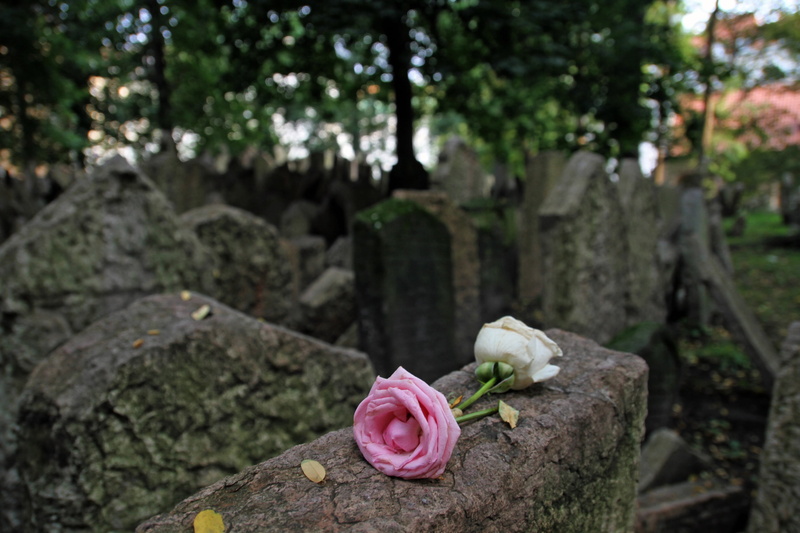 hebrew, grave, tree, flower head, freshness, jewish, cemetery, beauty in nature, close-up, solid, fragility, tomb, no people, flowering plant, 2K, tombstone