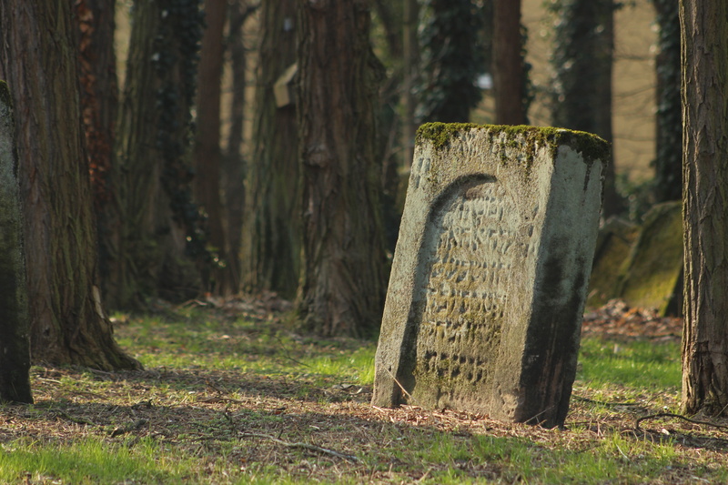 western script, text, history, tree, plant, overgrown, ancient times, sign, tree trunk, stone, grave stones, mourning, trunk, trees, nature, still, moss