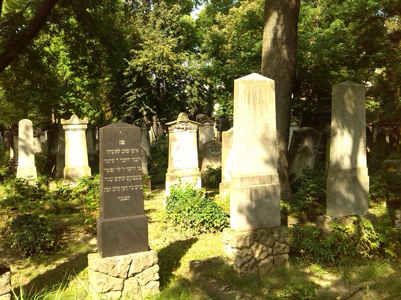 the past, nature, stone, tree, growth, grave stones, tombstone, stone material, architecture, day, grave, sadness, memorial, religion, jewish cemetery