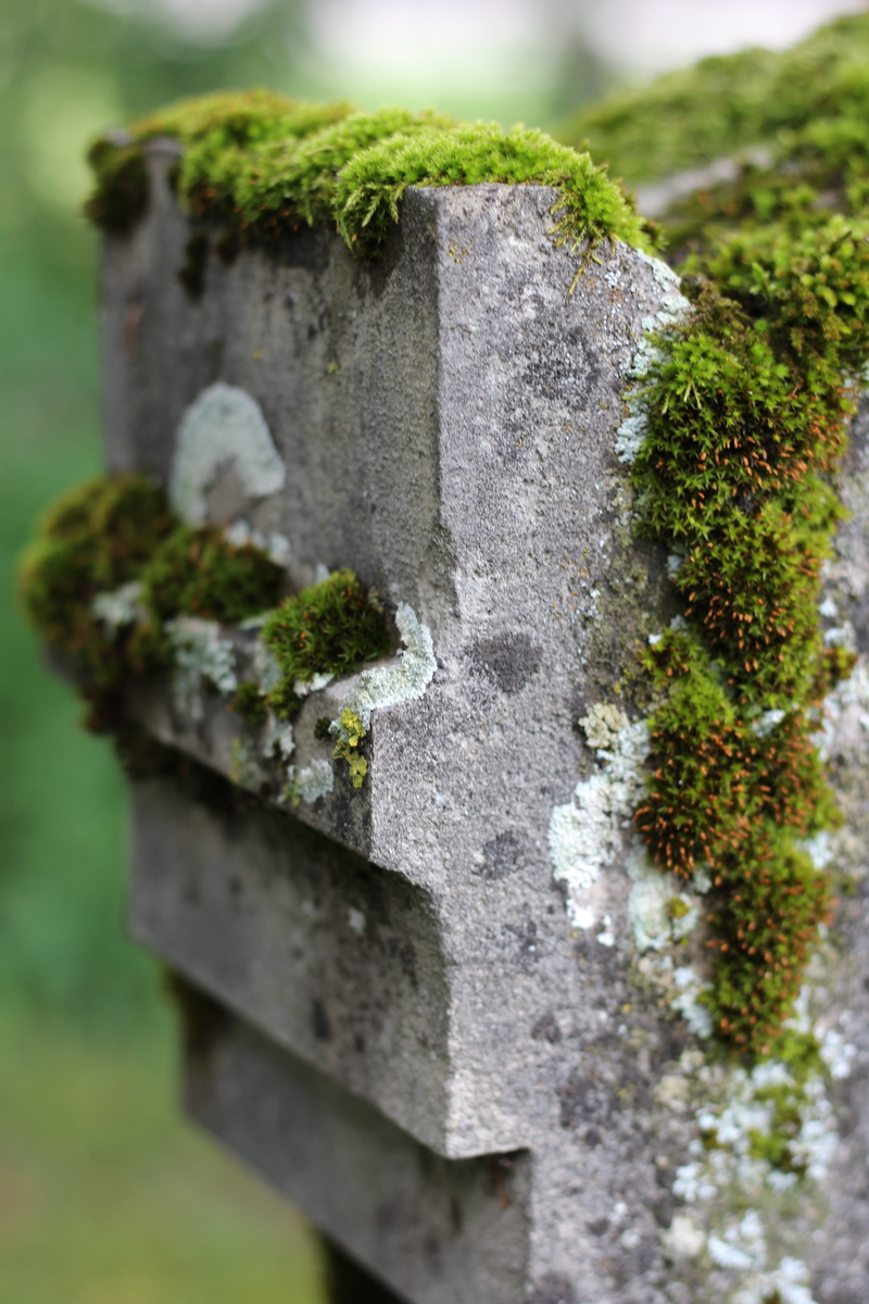 moss, resting place, old cemetery, last calm, tree, day, rock, solid, architecture, selective focus, plant, green color, concrete, old grave stone, 5K