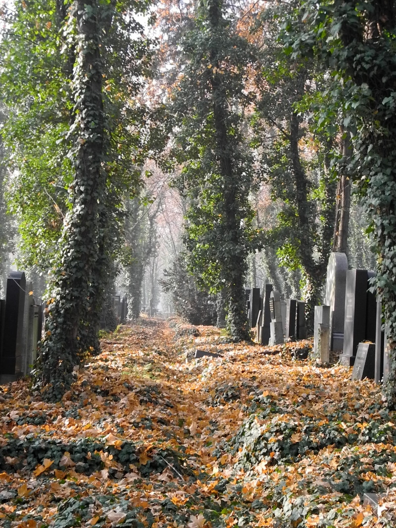 1080P, cemetery, scenics - nature, tranquility, gods acre, grave, tree, the way forward, non-urban scene, architecture, plant, jewish cemetery, day, tranquil scene