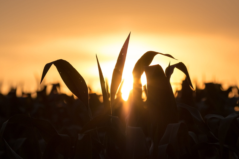 close-up, leaf, 5K, shining, back lit, sunset, beauty in nature, sunlight, sunrise, growth, outdoors, flora, orange color, nature, land, sky, farm, human hand