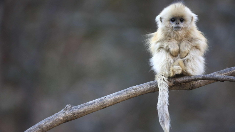 animal hair, day, vertebrate, looking at camera, animal wildlife, sitting, outdoors, primate, portrait, animals in the wild, baby, focus on foreground