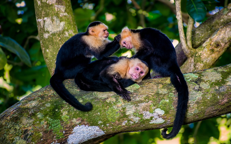 animals in the wild, outdoors, animal family, cebidae, baby, cebinae, young animal, branch, care, national, family, manuel, young, animal themes, primate