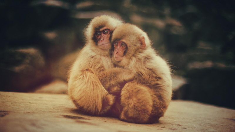 animal, snuggle, snow monkeys, baby, 1080P, monkeys, snow