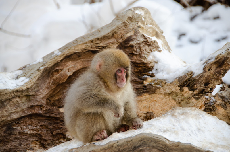 jigokudani snow monkey park, animals in the wild, animal, rock - object, 4K, day, sitting, mammal, winter, animal wildlife, japanese macaque, monkey, rock
