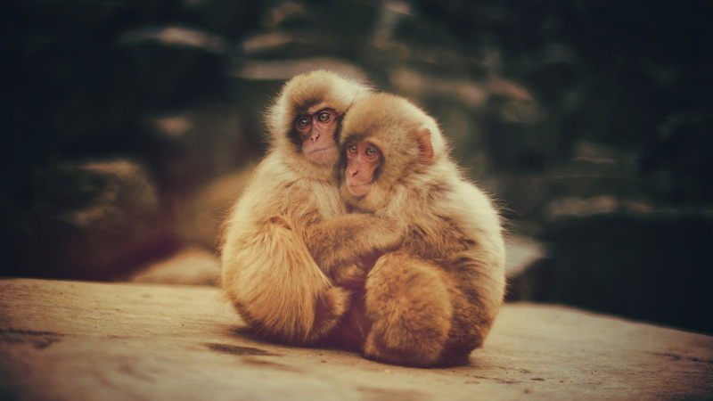 baby animals, animals, 1080P, macaques, monkey
