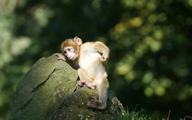 monkey, animals, baby, 2K, stone, hd, rock