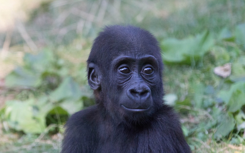 monkey backgrounds, 4K, gorilla, baby, Download 3840x2400 gorilla, muzzle