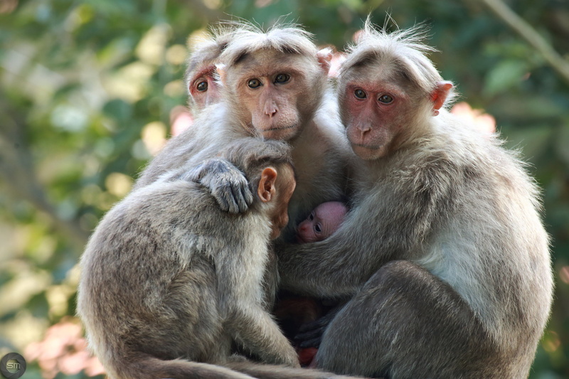 child, animal family, 2K, female animal, two animals, animal head, care, animals in the wild, day, animal, mammal, focus on foreground, outdoors, baby