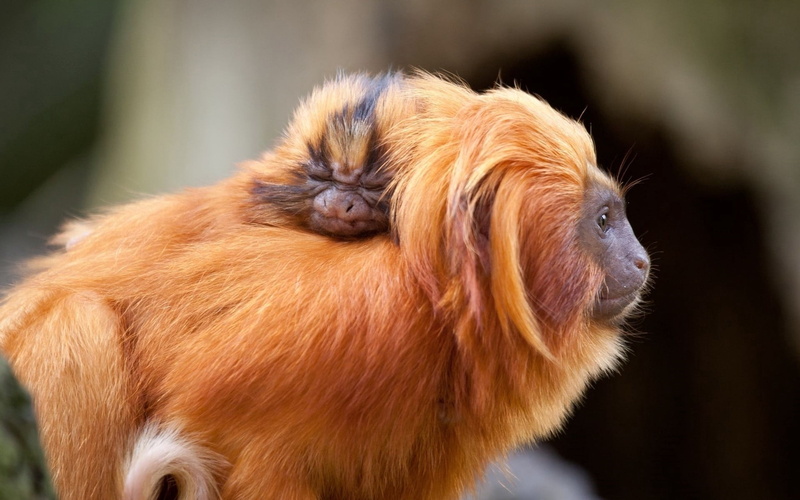 red, animal head, one animal, rainforest, animal Hair, africa, leaf Monkey, domestic, 1080P, muzzle, fluffy, safari Animals, pets, tropical Climate, baby