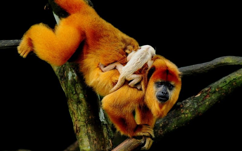 tropical Rainforest, island of Borneo, baby, plant, relaxation, animals in captivity, wildlife, animal, small, monkey, climbing, ape, tree, mammal, forest