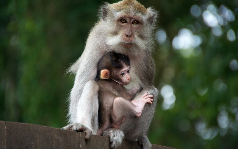 tenderness, tropical Rainforest, ape, young, macaque, animal wildlife, people, animal Hair, togetherness, looking, care, child, group of animals, monkeys