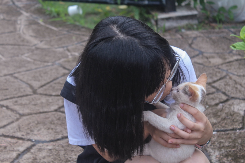 domestic, malaysia, footpath, child, outdoors, holding, canine, hairstyle, black hair, day, one animal, malacca, pets, kitty, vertebrate, focus on foreground